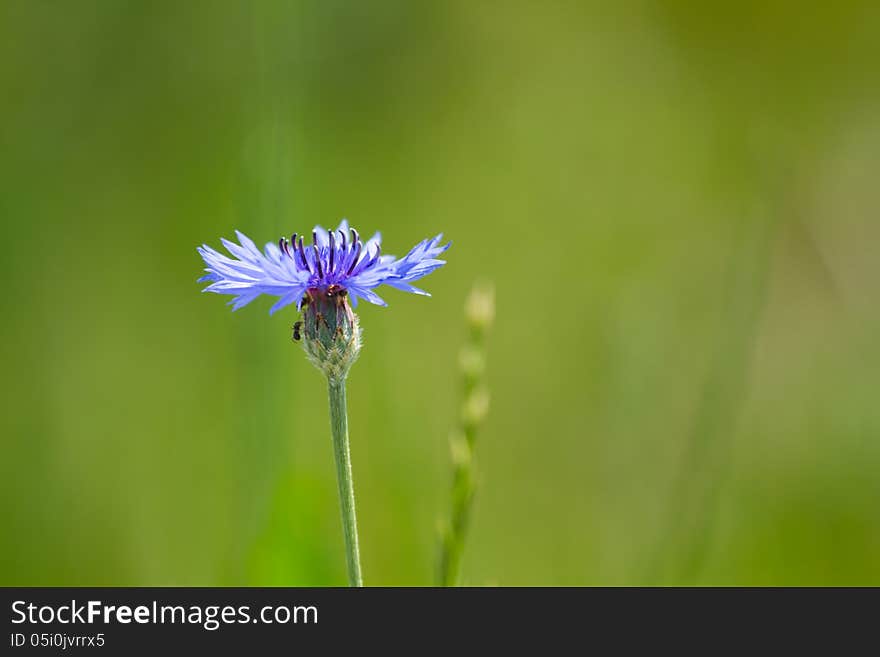 Blue cornflower