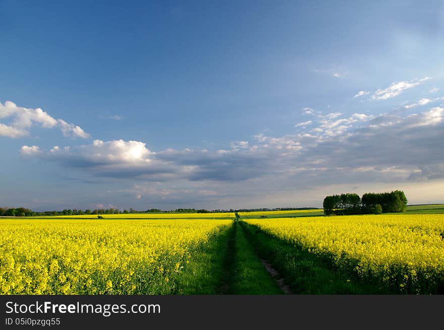 The photograph shows the cultivation of oilseed rape. Extensive field covered with yellow flowers. Above the field is partly cloudy sky. The measure extends to the horizon, a field, grassy road. The photograph shows the cultivation of oilseed rape. Extensive field covered with yellow flowers. Above the field is partly cloudy sky. The measure extends to the horizon, a field, grassy road