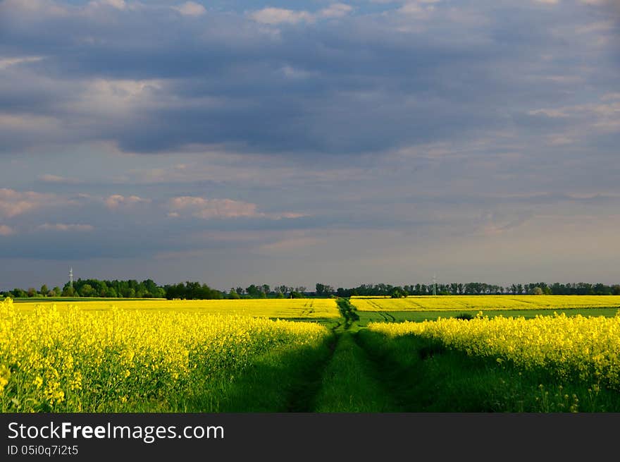 The photograph shows the cultivation of oilseed rape. Extensive field covered with yellow flowers. Above the field is partly cloudy sky. The measure extends to the horizon, a field, grassy road. The photograph shows the cultivation of oilseed rape. Extensive field covered with yellow flowers. Above the field is partly cloudy sky. The measure extends to the horizon, a field, grassy road