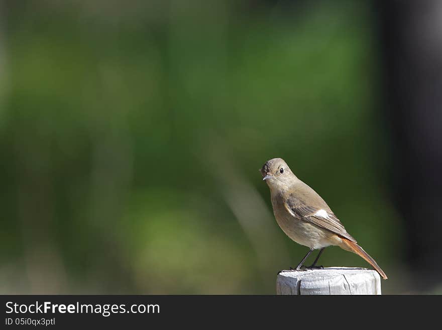 Daurian Redstart