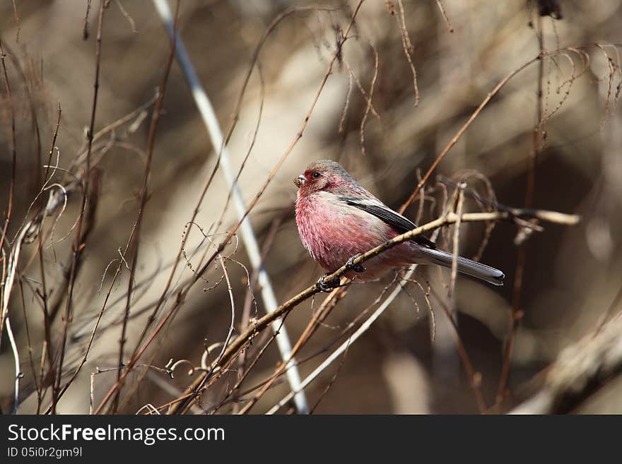 Long-tailed Rosefinch