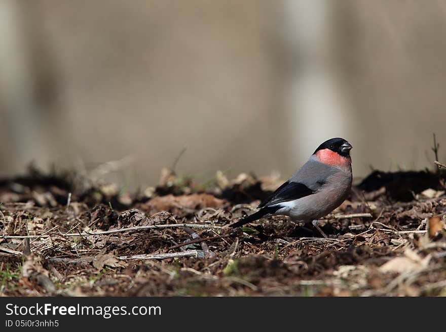 Eurasian Bullfinch