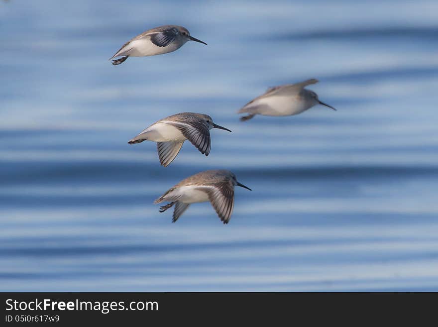 This photograph was taken beside Tokyo Bay,Japan. This photograph was taken beside Tokyo Bay,Japan.