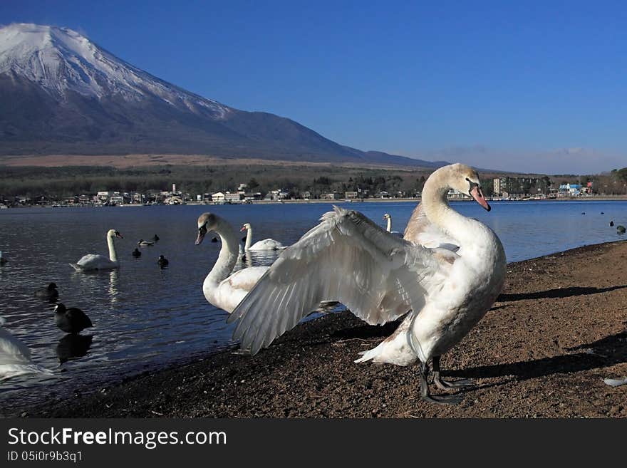 This photograph was taken beside Lake Yamanaka in Japan. This photograph was taken beside Lake Yamanaka in Japan.