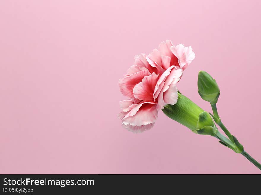 Carnation isolated on a pink background