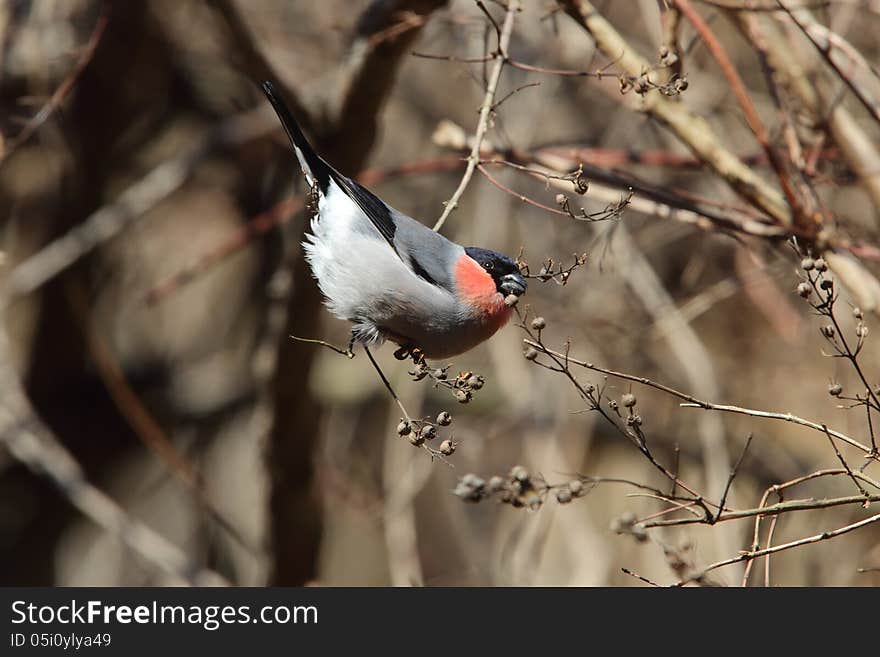 Eurasian Bullfinch