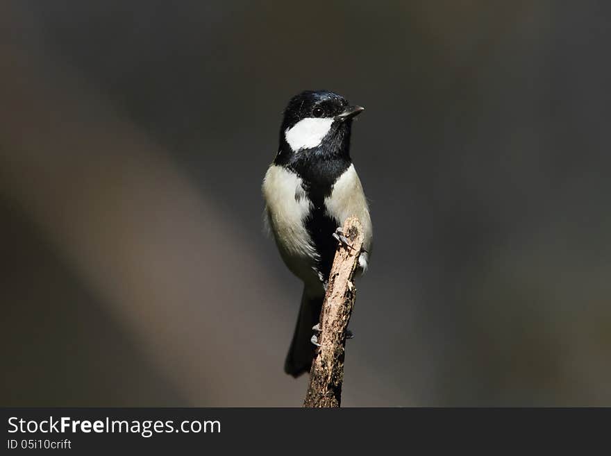 Japanese Tit