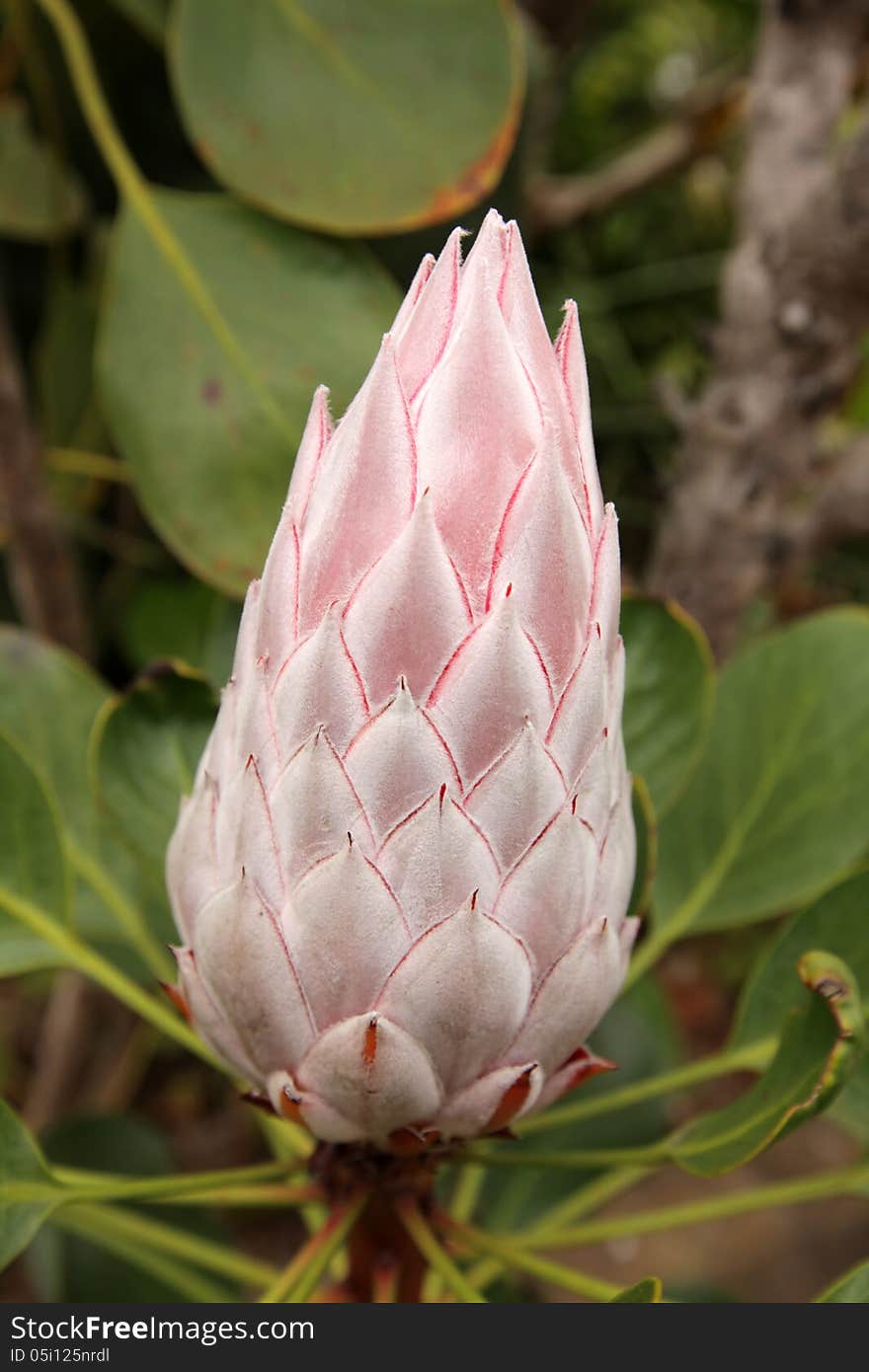 King Protea flower photographed in botanical garden in La Gomera, Canary Islands, Spain