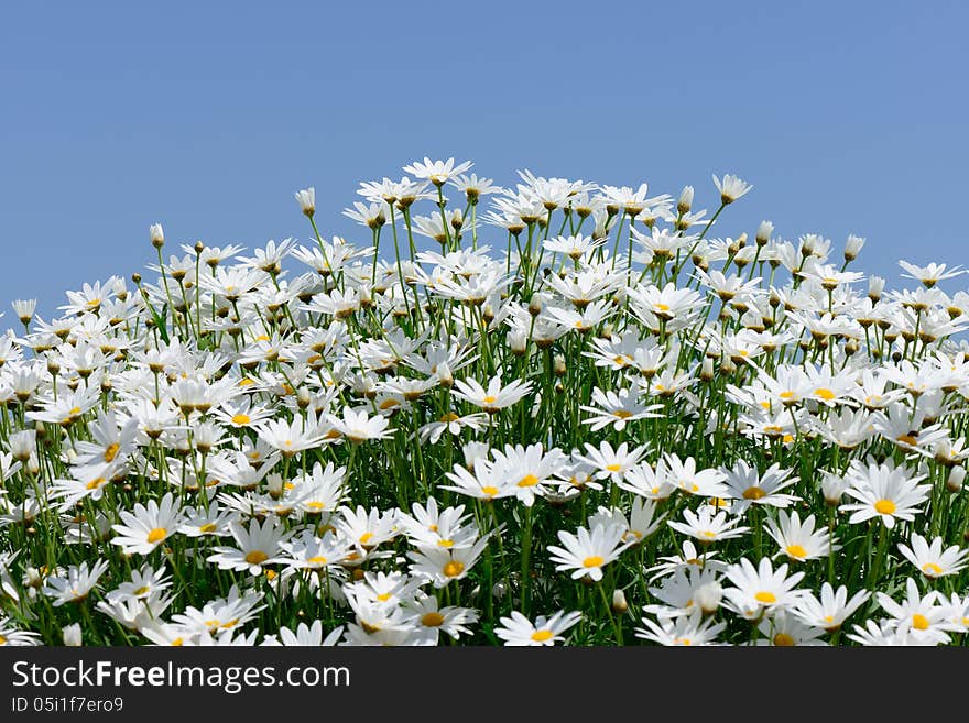 White marguerite flowers against blue sky