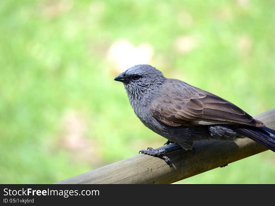 Apostlebird at Dubbo zoo, NSW.