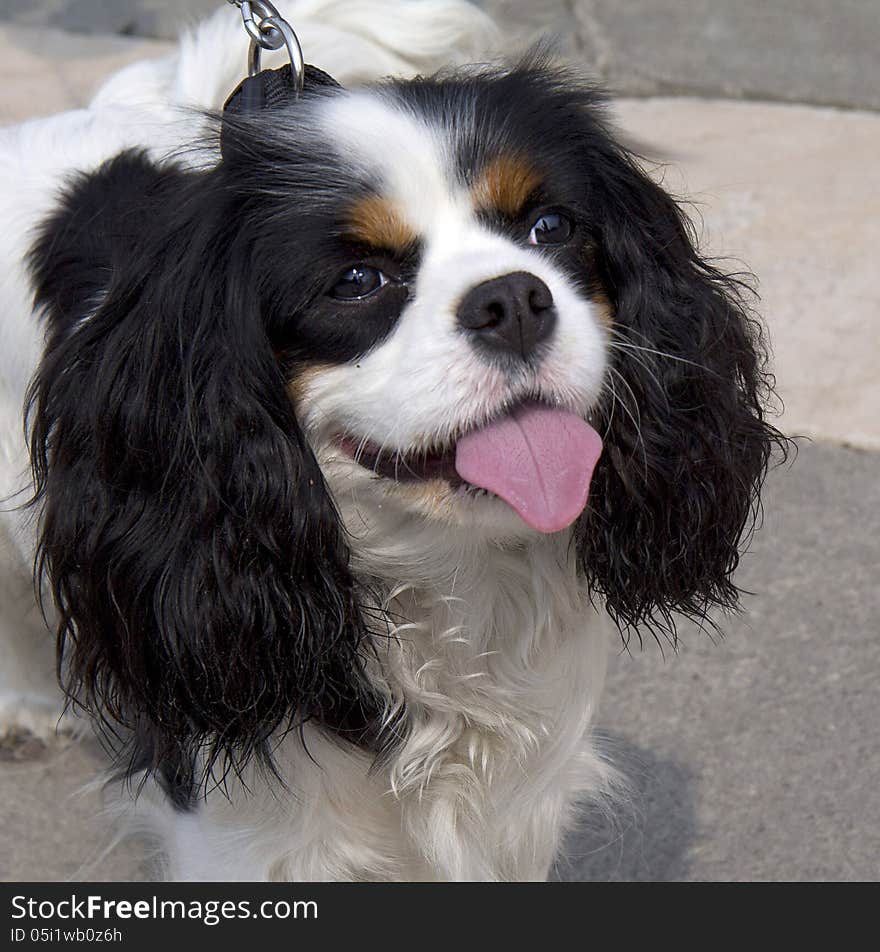 King Charles Spaniel.