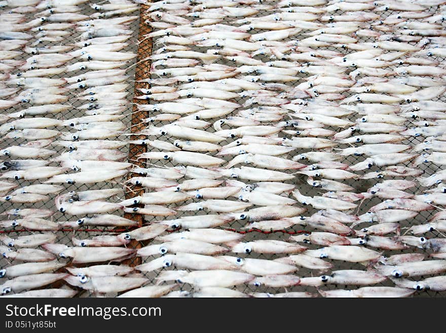 Preparing Dried Squid On Net at the fishing farm