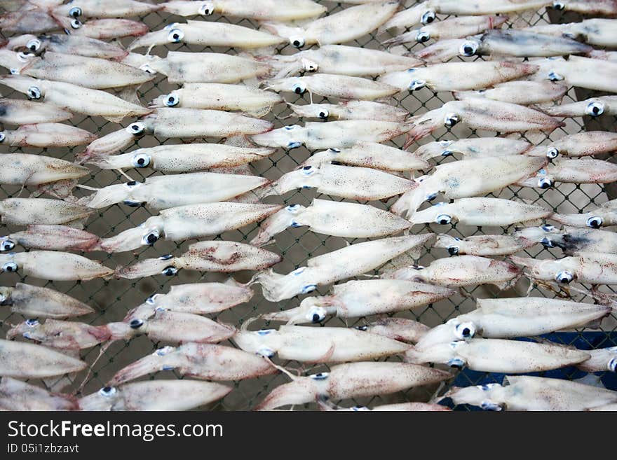 Preparing Dried Squid On Net at the fishing farm