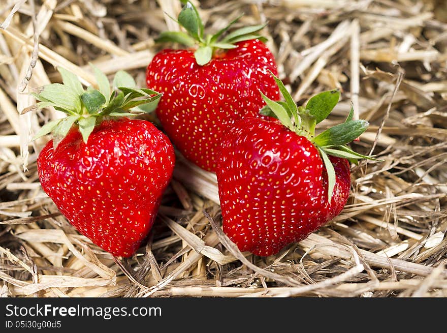 Three fresh, red, ripe strawberries.