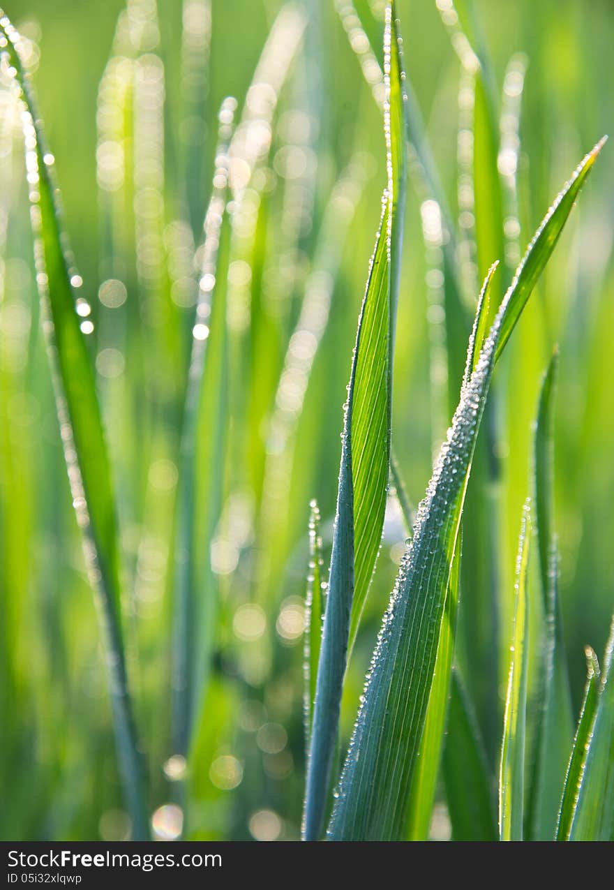 Green grass close-up