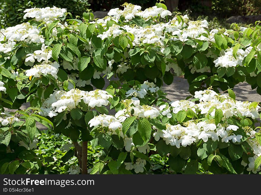 Jasmine Blossoms