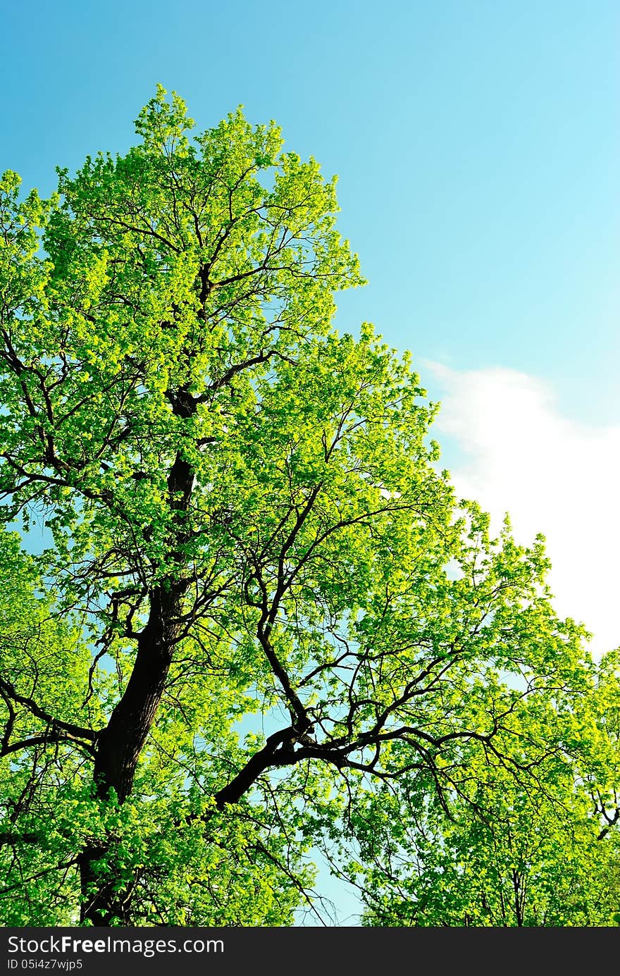 Crown of an oak in May, covered with first leaves