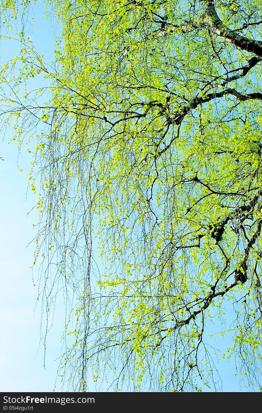 Spring Branches Covered With First Leaves