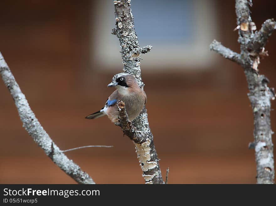 Eurasian Jay