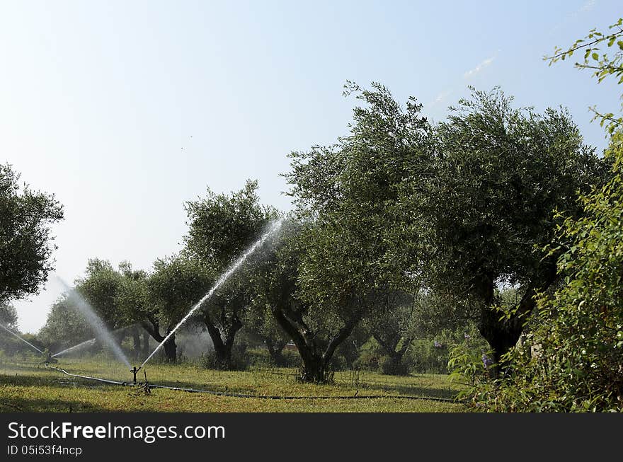 Water irrigation of olive trees in the plain of Orosei in Sardinia