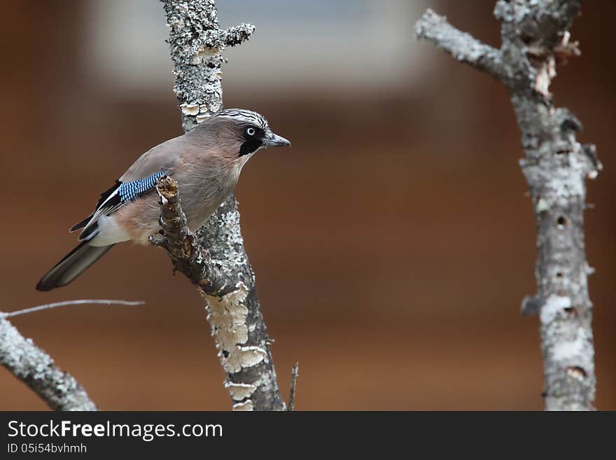 A song of this bird is not beautiful although a figure is beautiful. A song of this bird is not beautiful although a figure is beautiful.