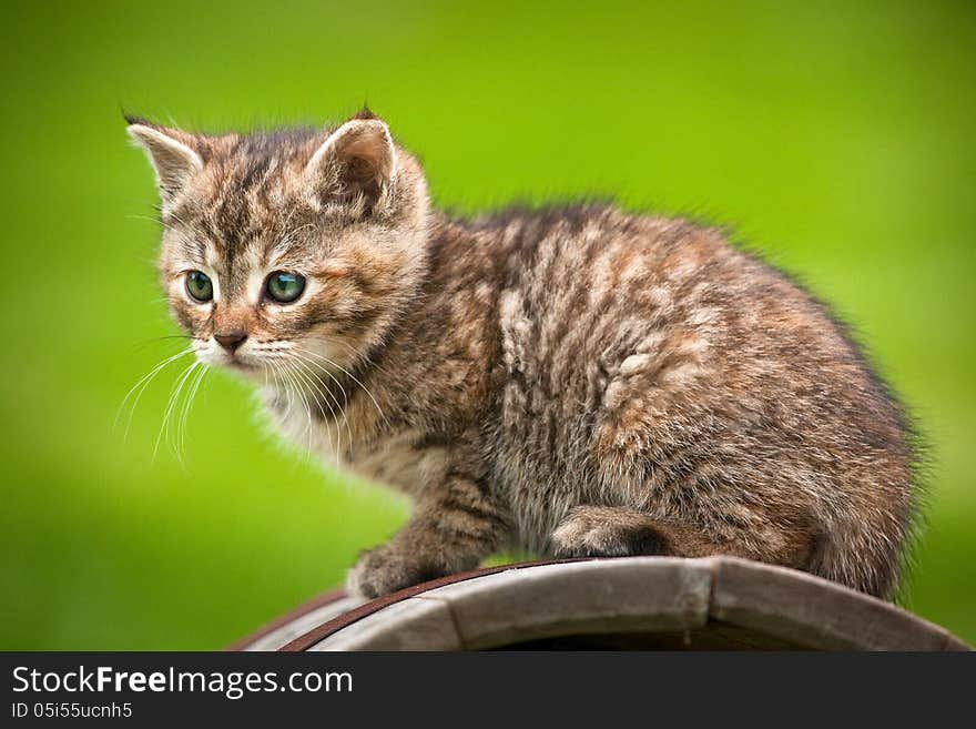 Young cat on the box