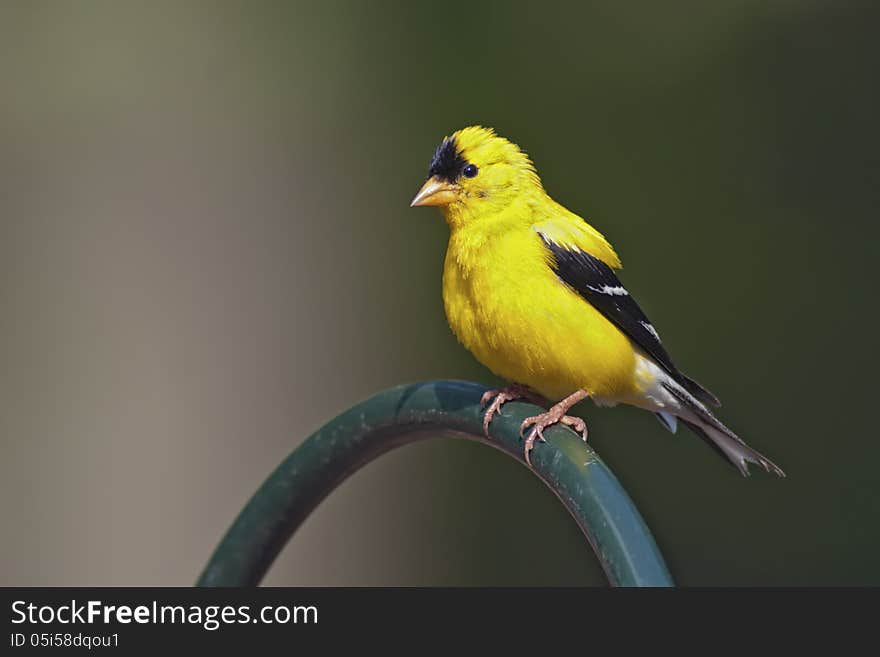 American Goldfinch Male