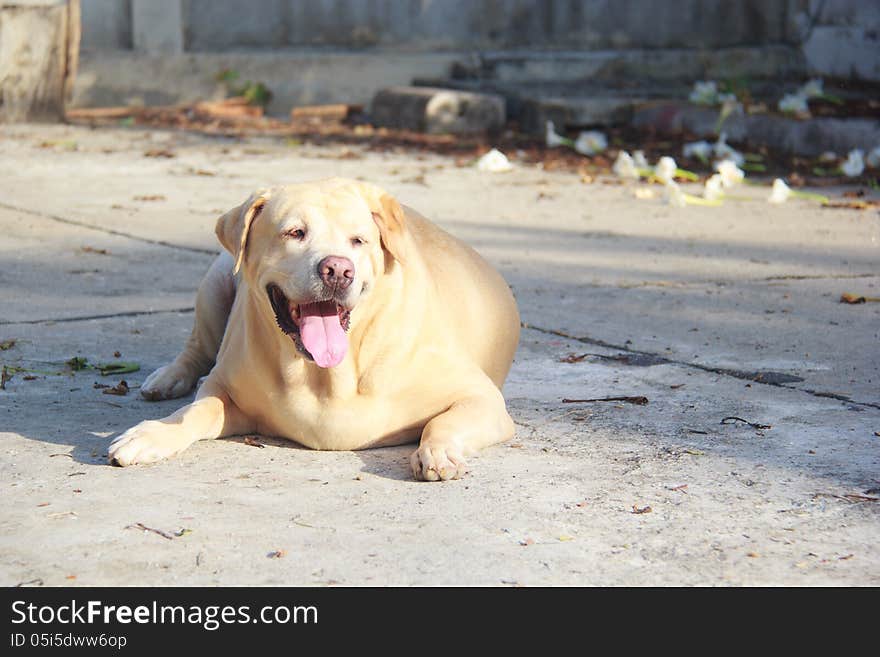 Fat labrador retriever on the floor , tired and fatigued