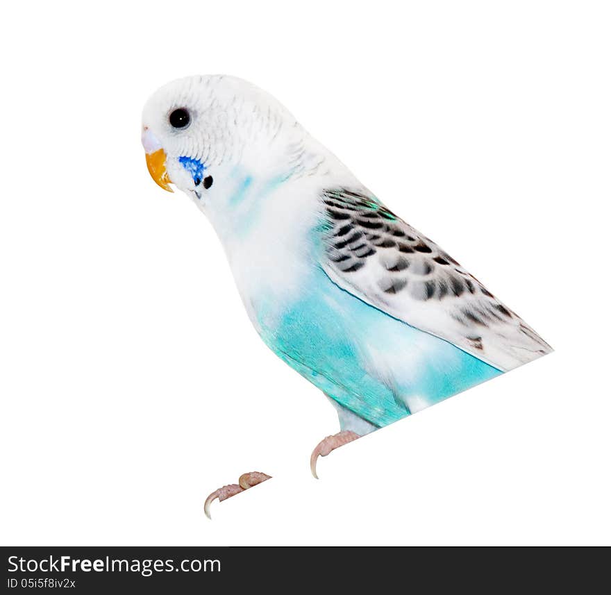 Grey-blue wavy parrot, poultry