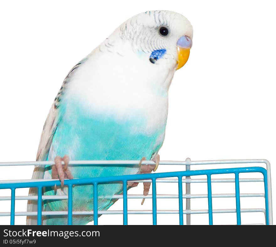 Grey-blue wavy parrot, poultry