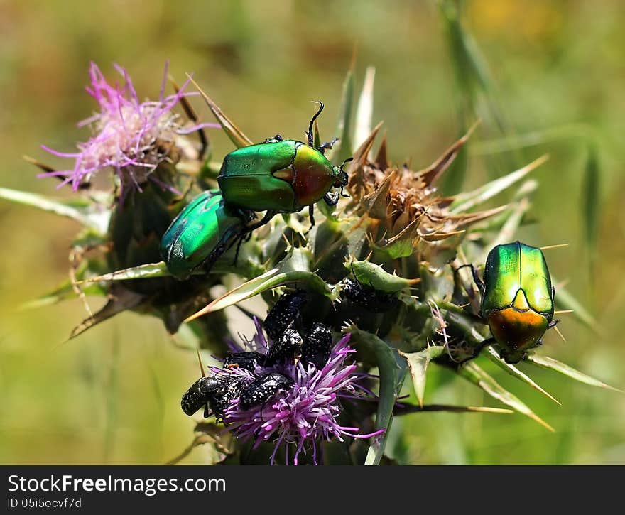 Green and black beetles on a flower, close-up. Green and black beetles on a flower, close-up