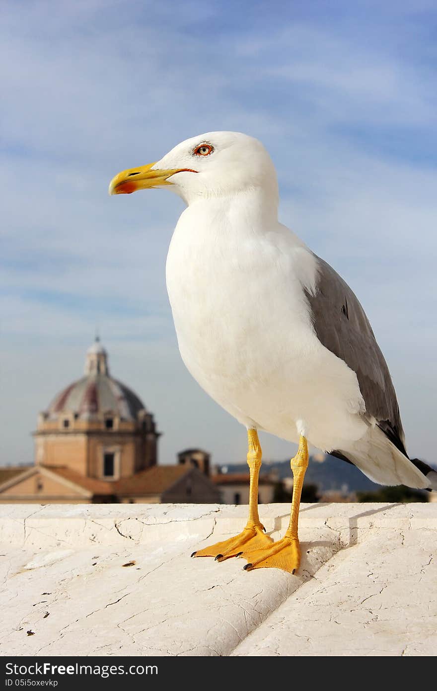 Seagull in Rome