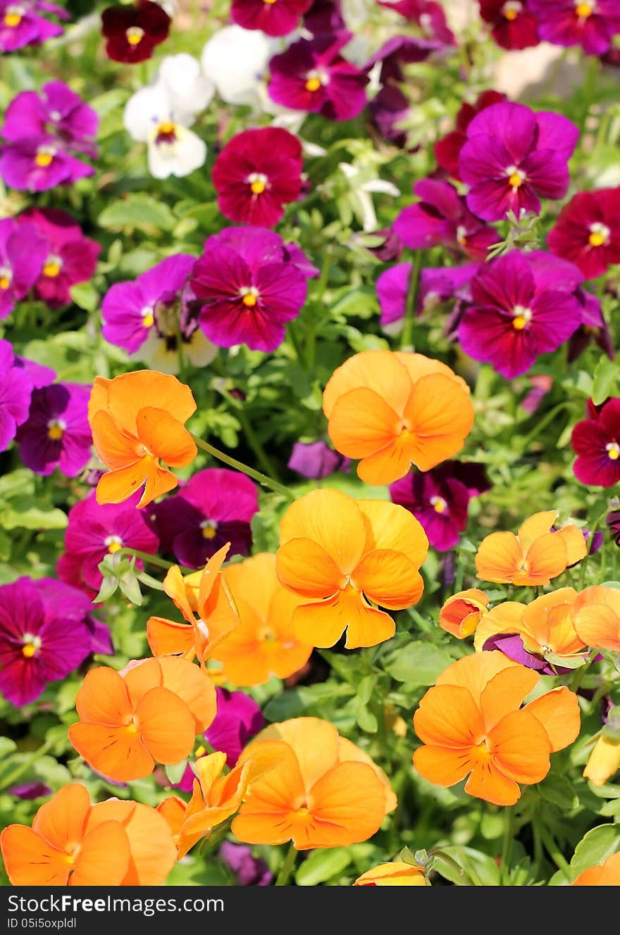 Bright different colored flowers of pansy as a floral background or wallpapers