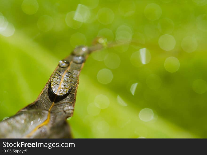 Dry Leaf And Water Drops