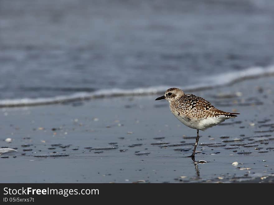 Grey Plover