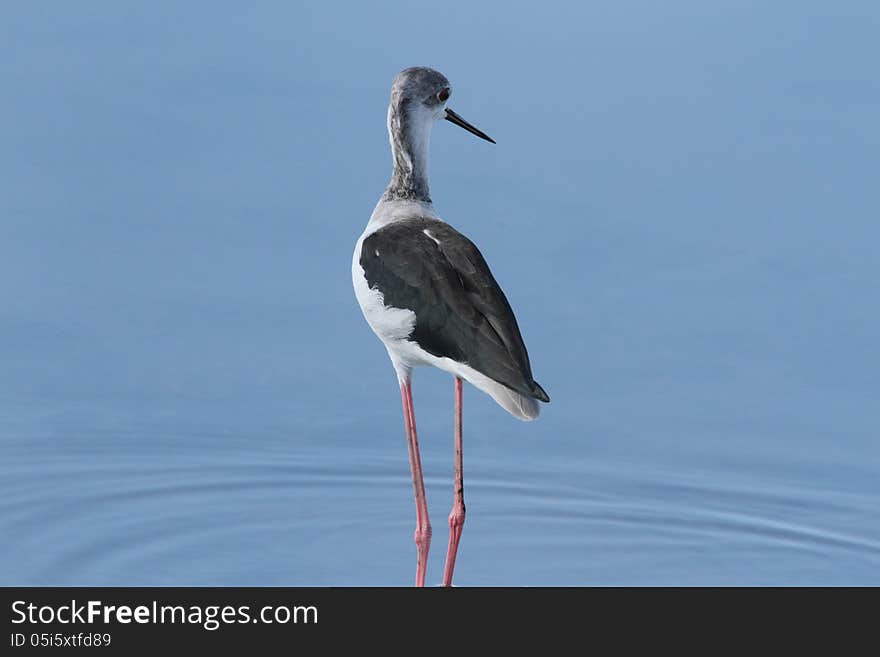 A photograph is taken by a 660mm telephoto lens. A photograph is taken by a 660mm telephoto lens.