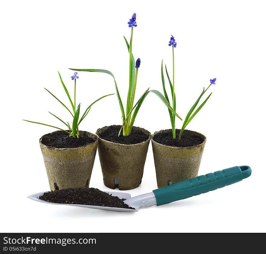 Still life of three plants and shovel with soil. Still life of three plants and shovel with soil