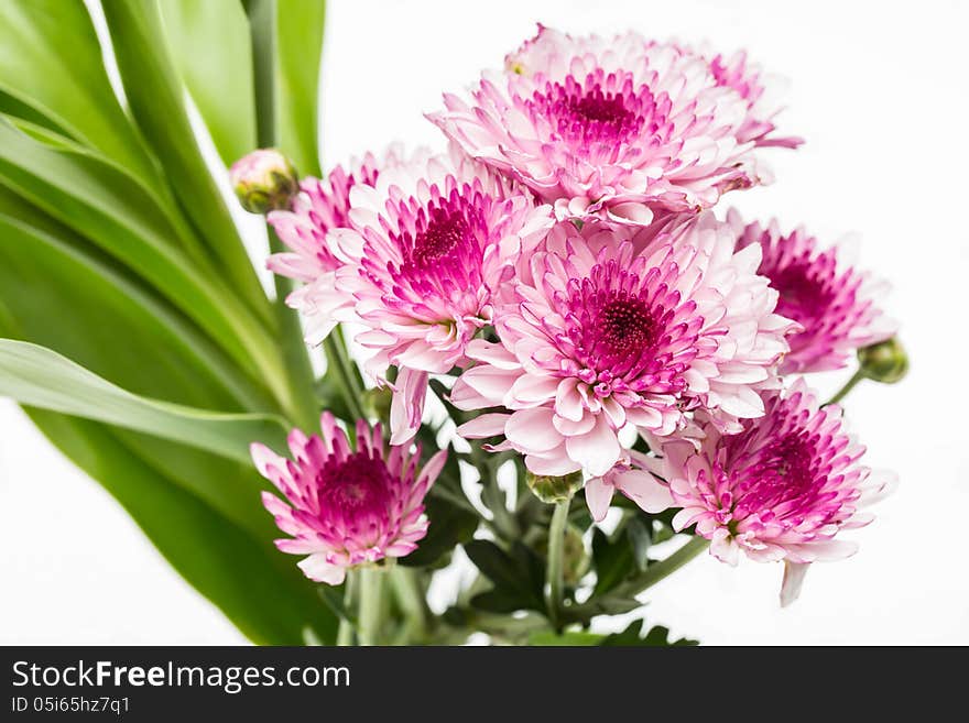 Pink flowers on white background.