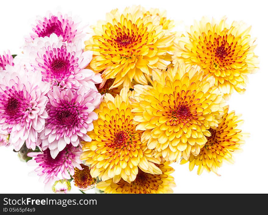 Flowers on white background.