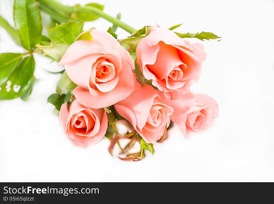 Pink roses isolated on white.