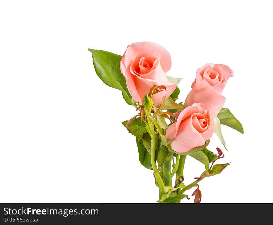 Pink roses isolated on white.