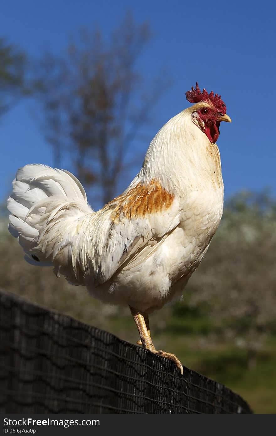 White rooster standing on a fence at a farm. White rooster standing on a fence at a farm