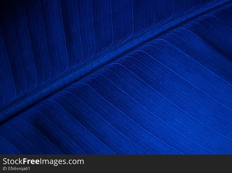 Texture or background Blue line banana leaf. Texture or background Blue line banana leaf