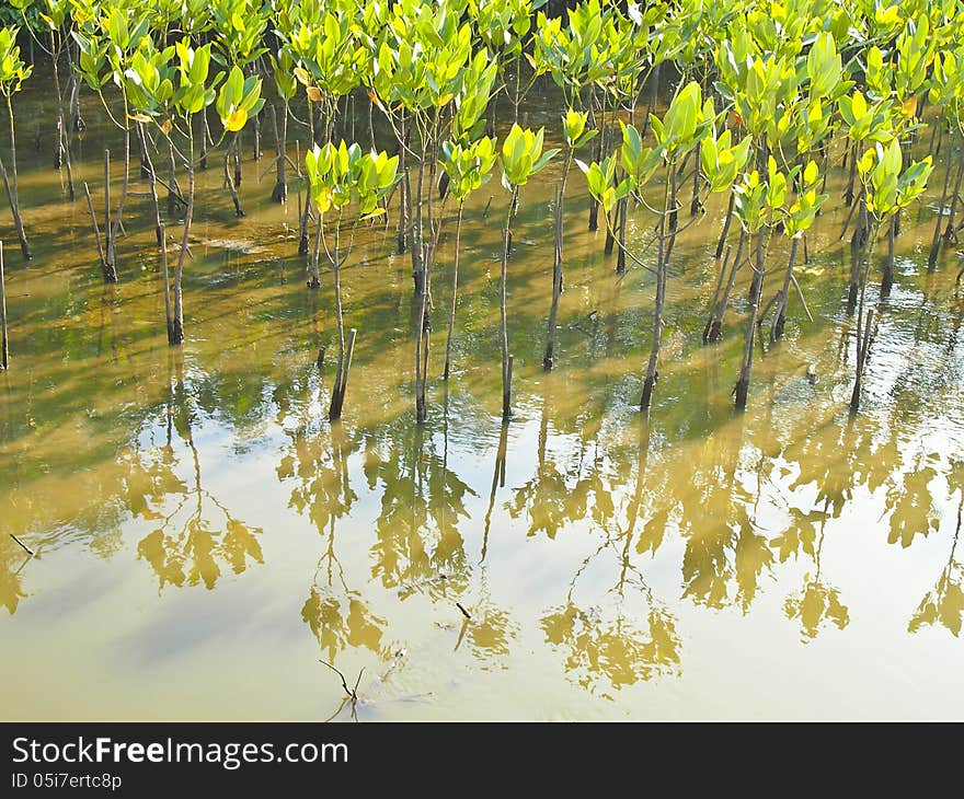 Seedling mangrove plant and reflection image in daytime. Seedling mangrove plant and reflection image in daytime