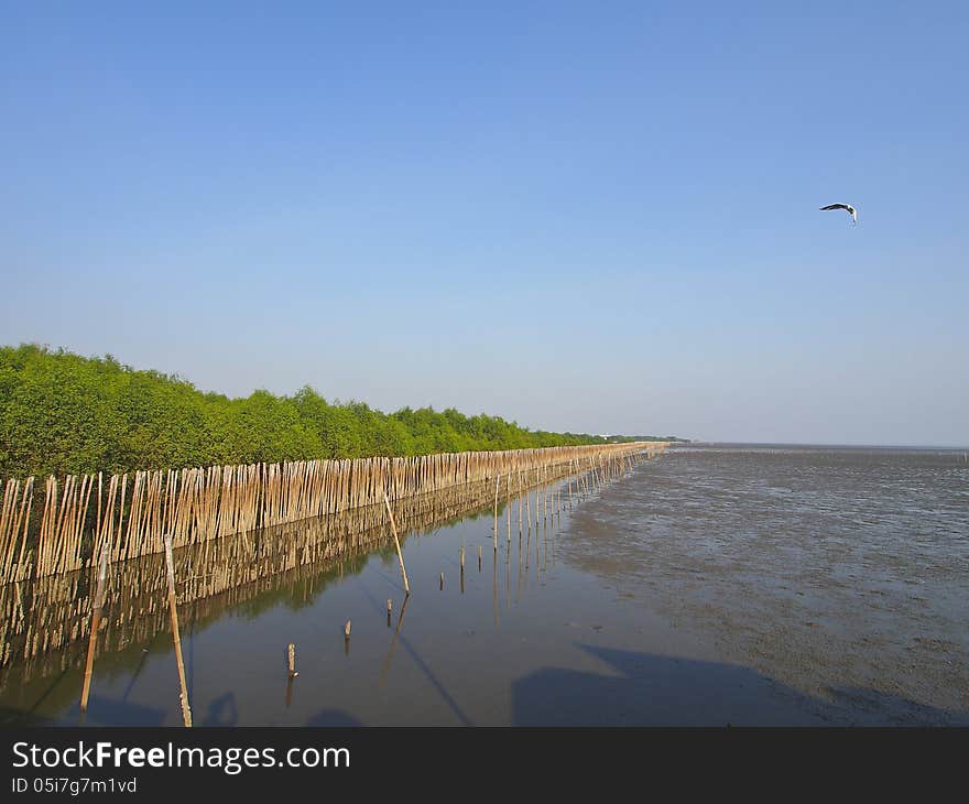 Mangrove forest seaside in bright weather day. Mangrove forest seaside in bright weather day