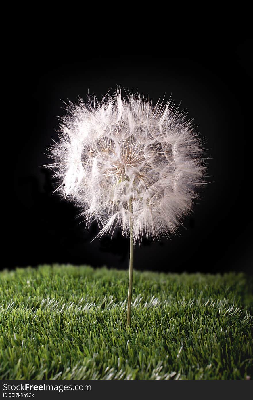 Dandelion in the grass