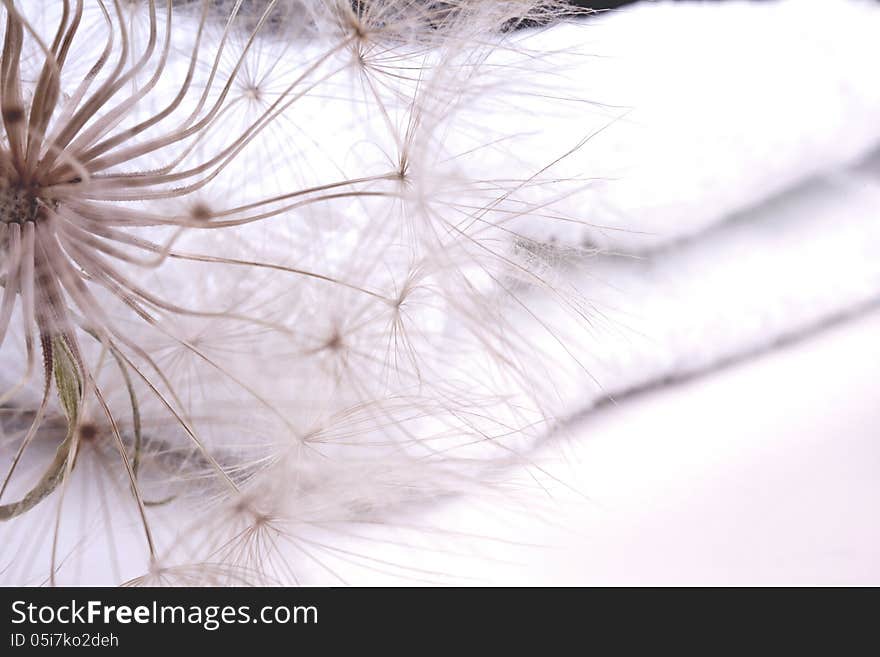 Dandelion Close Up