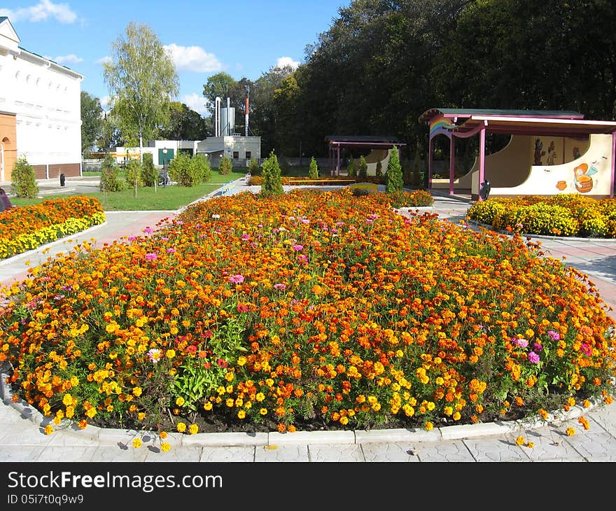 Flower Bed With Beautiful Flower Of Tagetes