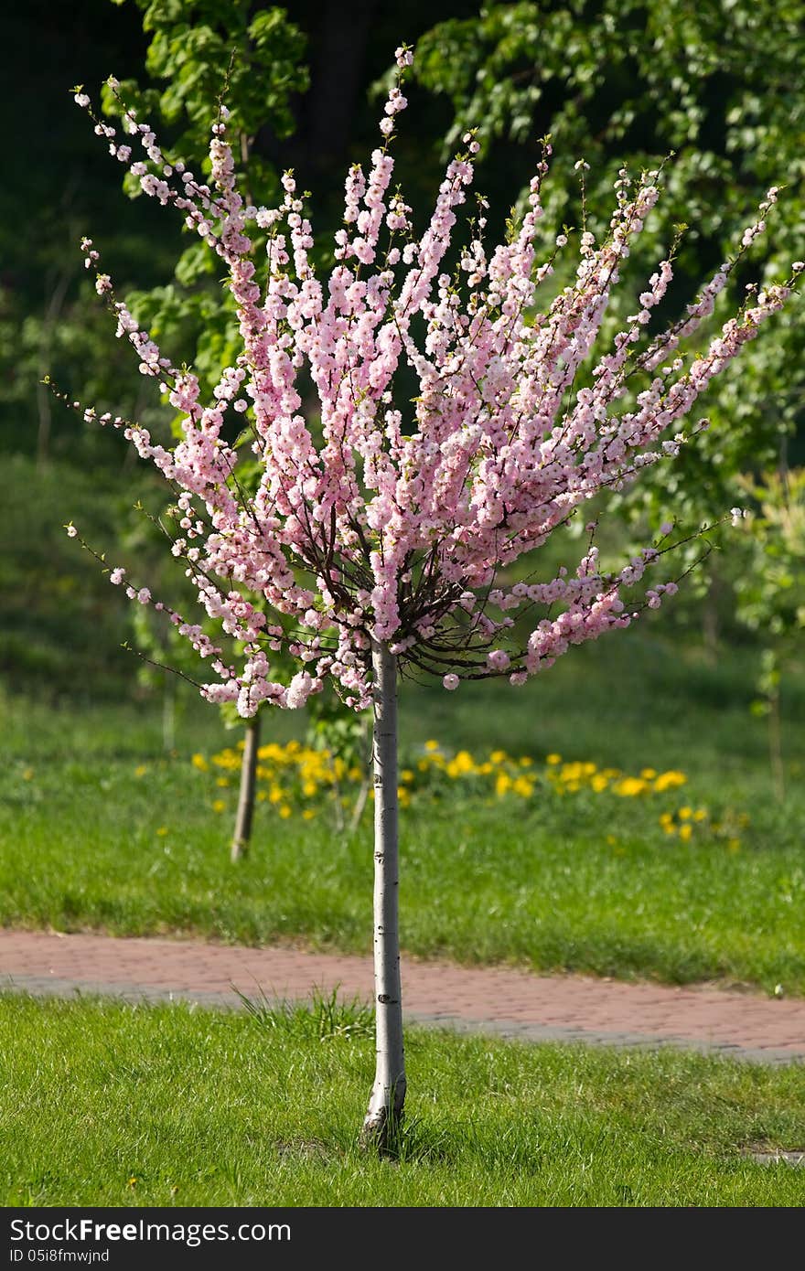 Young sakura tree in the park