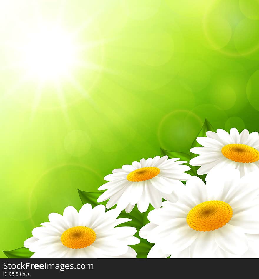 Vector illustration summer camomiles on a green background